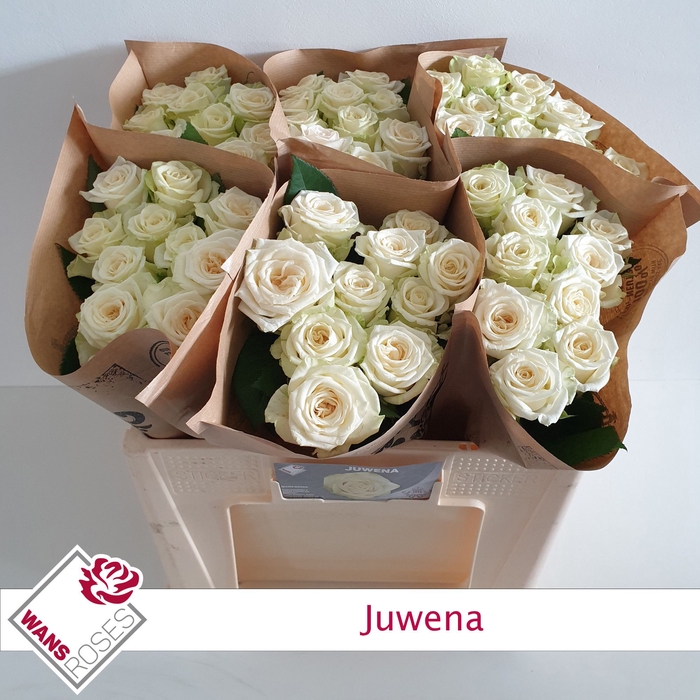 <h4>R GR JUWENA</h4>