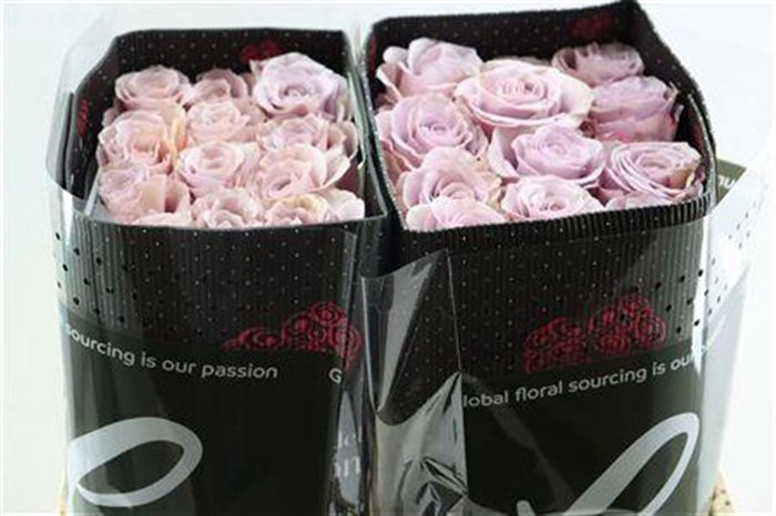 <h4>R Gr Garden Alora</h4>