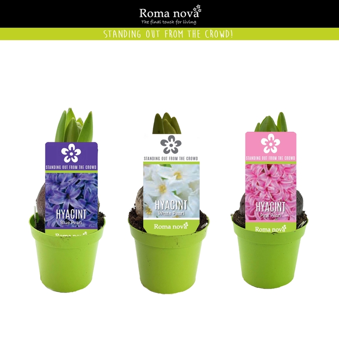 <h4>Hyacint mix 6cm</h4>