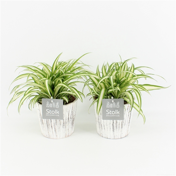 <h4>Chlorophytum comosum 'Variegatum'</h4>