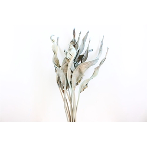 Dried Strelitzia 10pc Frosted Light Blue Bunch