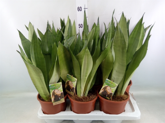 <h4>Sansevieria trifa. 'Moonshine'</h4>