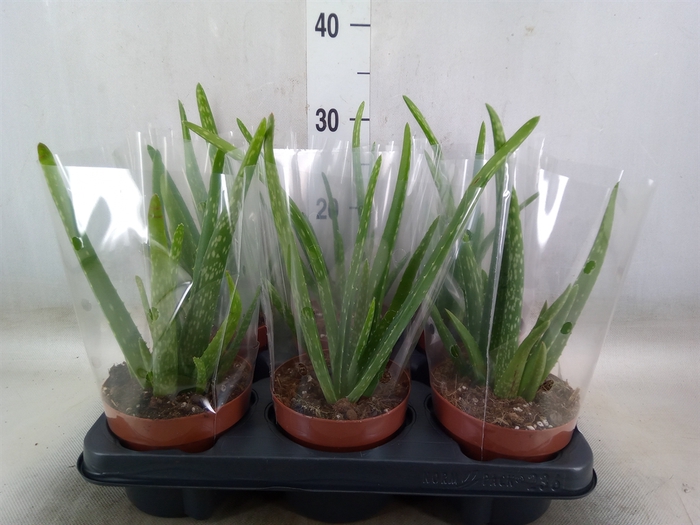 <h4>Aloe vera</h4>