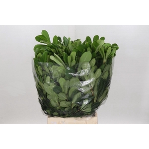 Pittosporum tobira