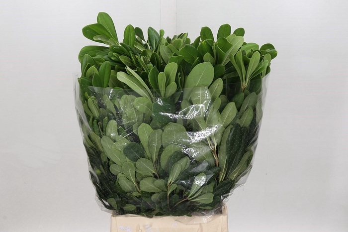 <h4>Pittosporum tobira</h4>