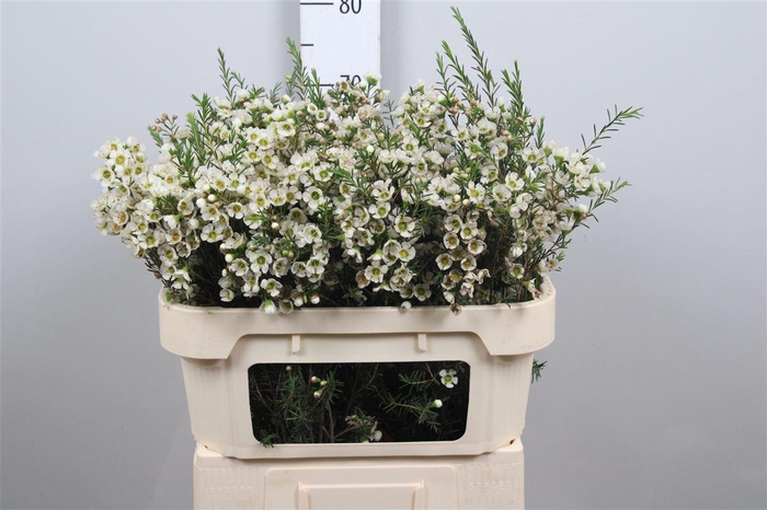 <h4>Chame Un Carlys Whit</h4>