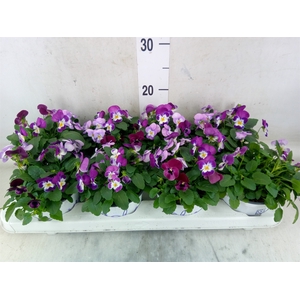 Viola   ...tricolor