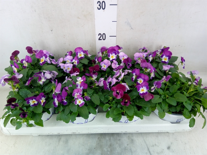 <h4>Viola   ...tricolor</h4>