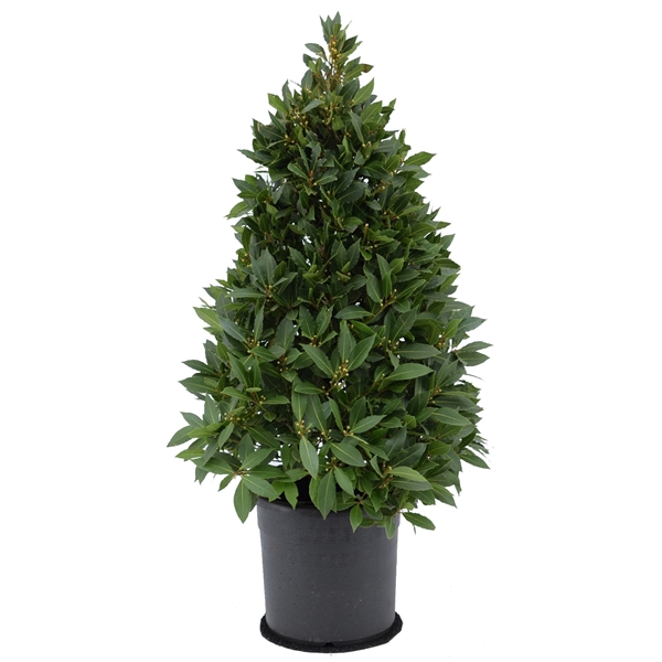 <h4>Laurus nobilis Piramide</h4>