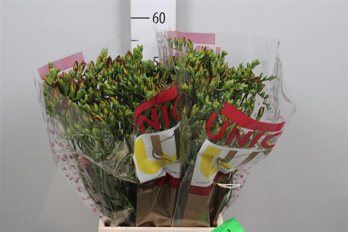 Fr Du Fuego (iets Op Kleur!)