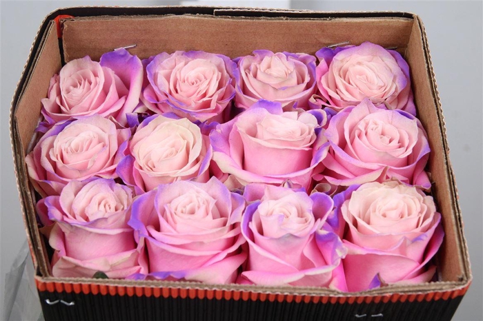 <h4>R Gr Mermaid Ec</h4>