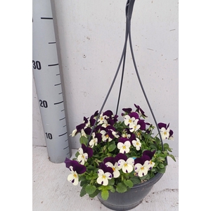 VIO CO EM WHI PU JUP