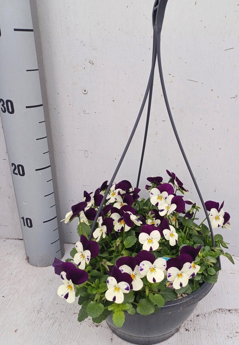 <h4>VIO CO EM WHI PU JUP</h4>