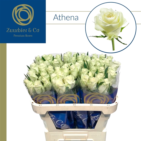 <h4>R GR Athena JG1 60</h4>