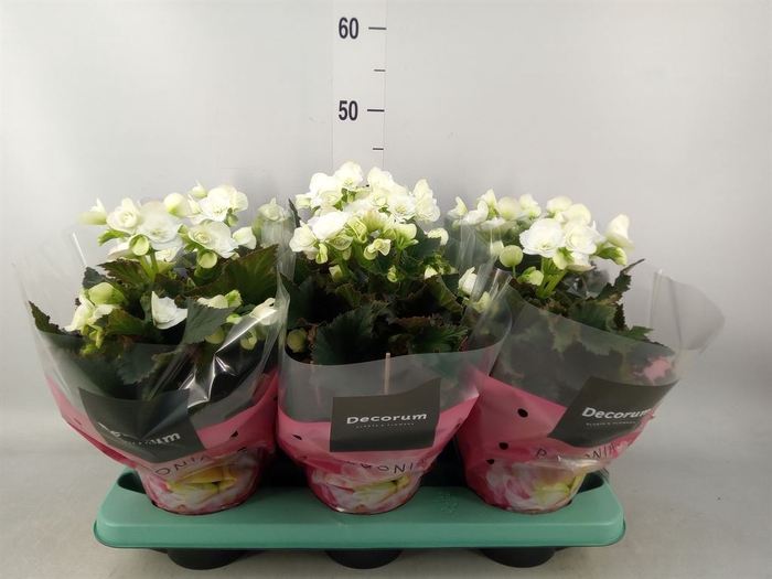 <h4>Begonia elat. DU 'Move2Joy White'</h4>