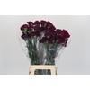 Dianthus St Purple Damascus