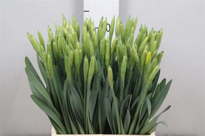 <h4>Narc T Dutch Master</h4>