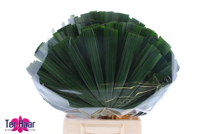 <h4>CHAMAEROPS SP BLAD</h4>