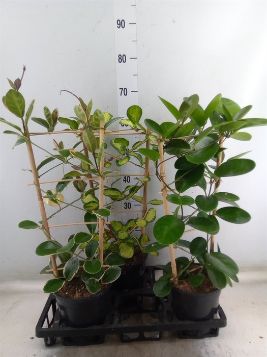 <h4>Hoya   ...mix</h4>