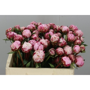Paeonia L Sarah Bernhardt 60 Cm