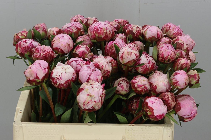 Paeonia L Sarah Bernhardt 60 Cm