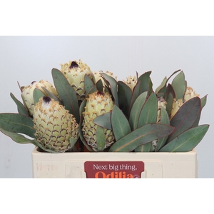 PROTEA M ICE QUEEN