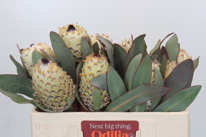 <h4>PROTEA M ICE QUEEN</h4>
