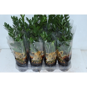 ZAMIOCULCAS P09