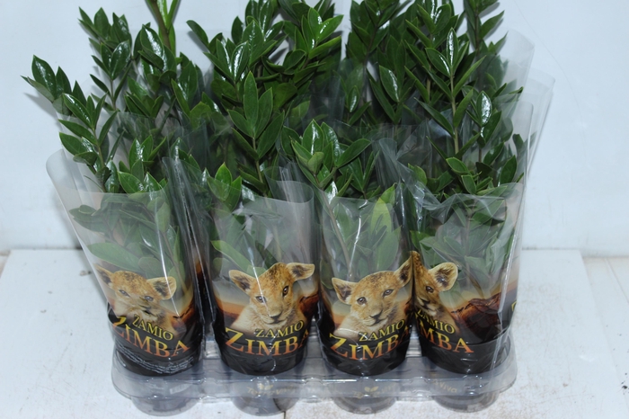 <h4>ZAMIOCULCAS P09</h4>