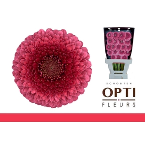 Germini Pomponi Gonzo Diamond