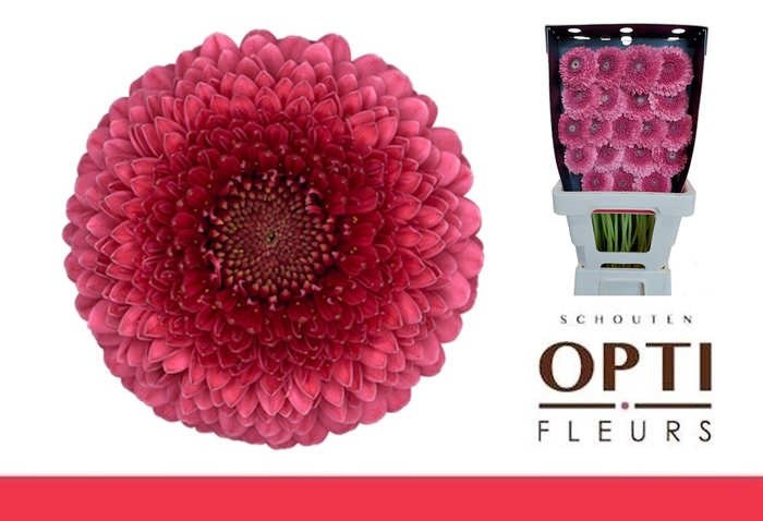 Germini Pomponi Gonzo Diamond