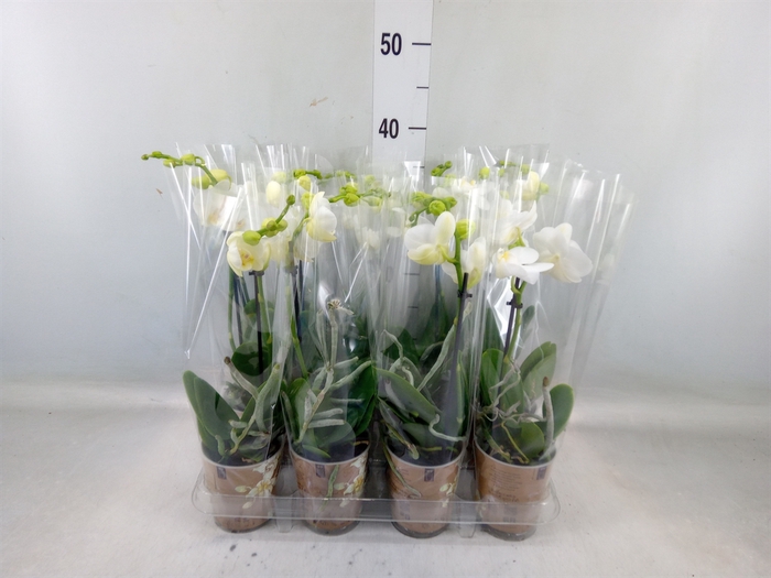 <h4>Phalaenopsis multi.   ...white</h4>