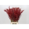 Bromelia Red Paloma