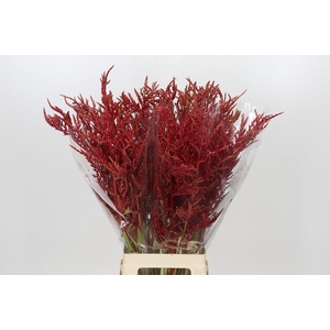 Bromelia Red Paloma