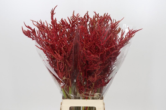 <h4>Bromelia Red Paloma</h4>