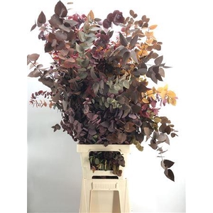 Dr Stuart Stab Herfst Xxl