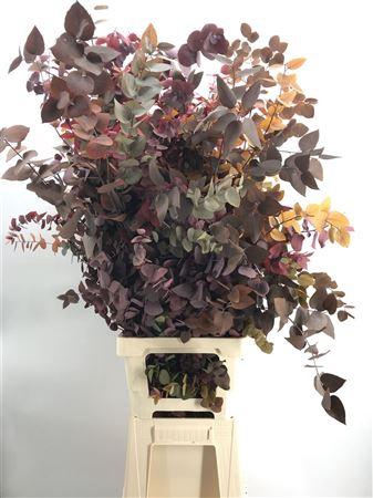 <h4>Dr Stuart Stab Herfst Xxl</h4>