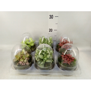 Arr.   Kamerplant Groen H%