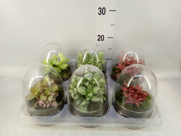 <h4>Arr.   Kamerplant Groen H%</h4>