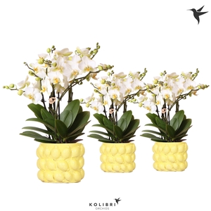 Kolibri Orchids Phalaenopsis Lausanne 6spike in Citrus Yellow
