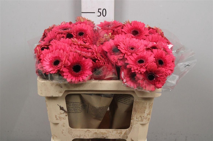 <h4>Ge Mi Corallo</h4>