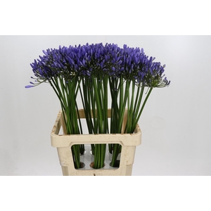 Agapanthus Uri