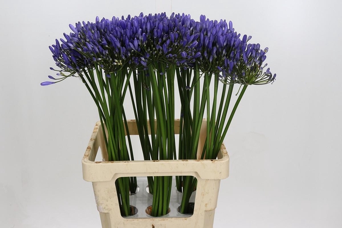 Agapanthus Uri