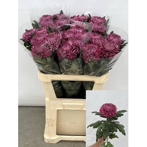 CHR G HORNBILL DARK