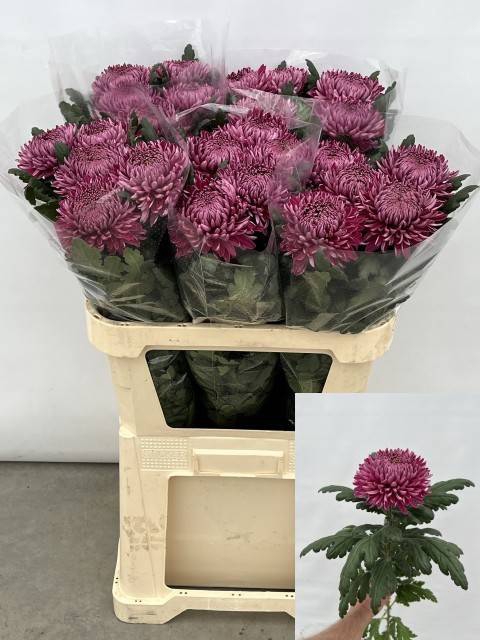 <h4>CHR G HORNBILL DARK</h4>