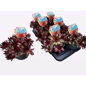 SEMP CCG COPPER CANY