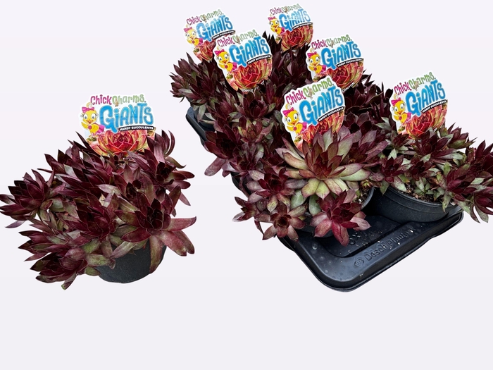 <h4>SEMP CCG COPPER CANY</h4>