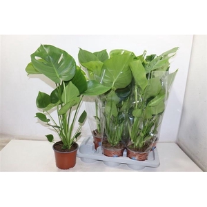 MONSTERA DELICIOSA