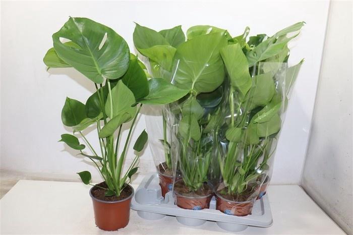 <h4>MONSTERA DELICIOSA</h4>
