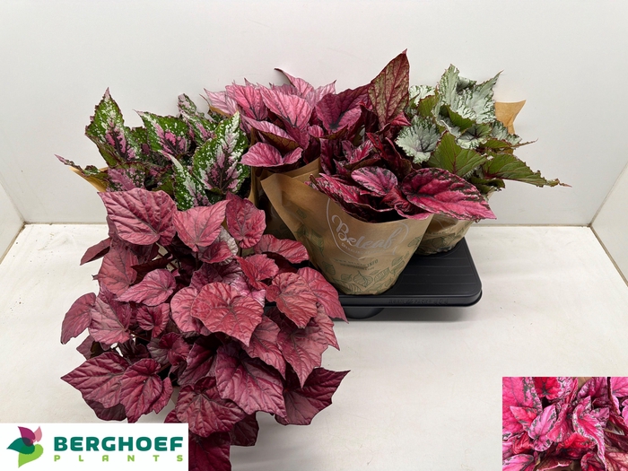 <h4>BEG BEL GEM</h4>